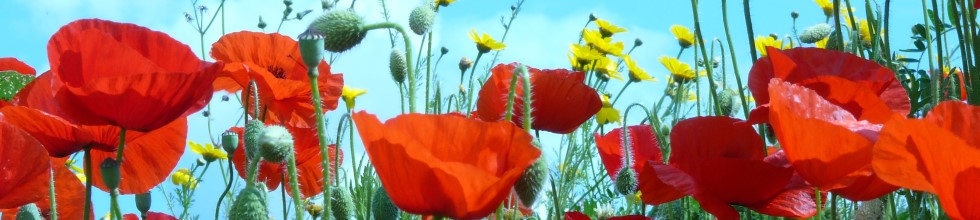 Sehen und Bewegen